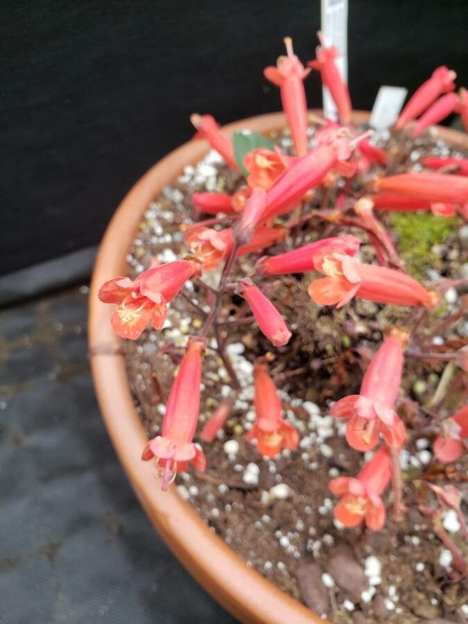 Sinningia defoliata flower