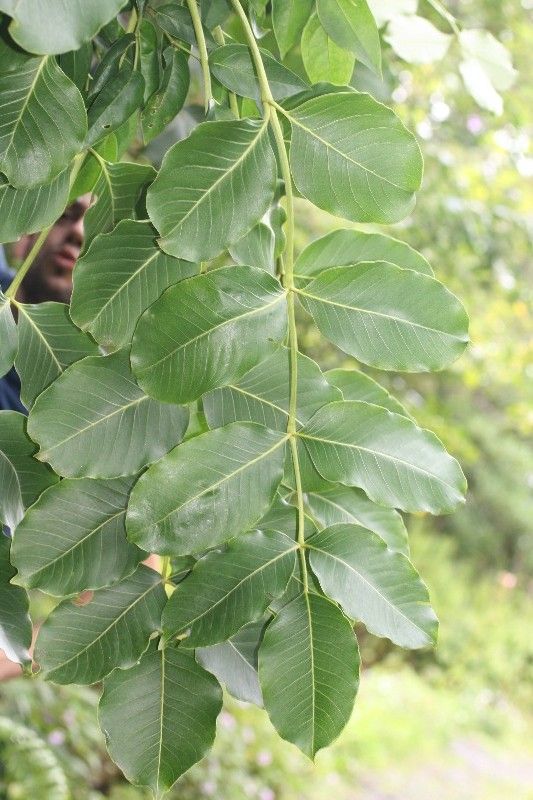 Polyscias repanda leaf
