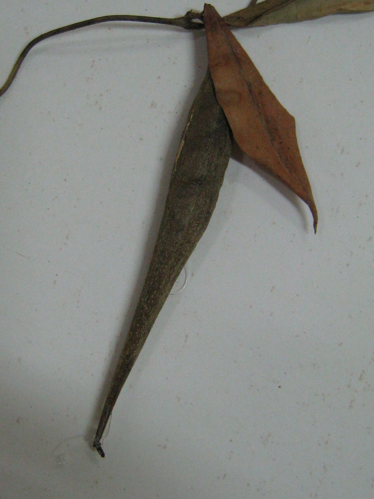 Matelea cremersii other