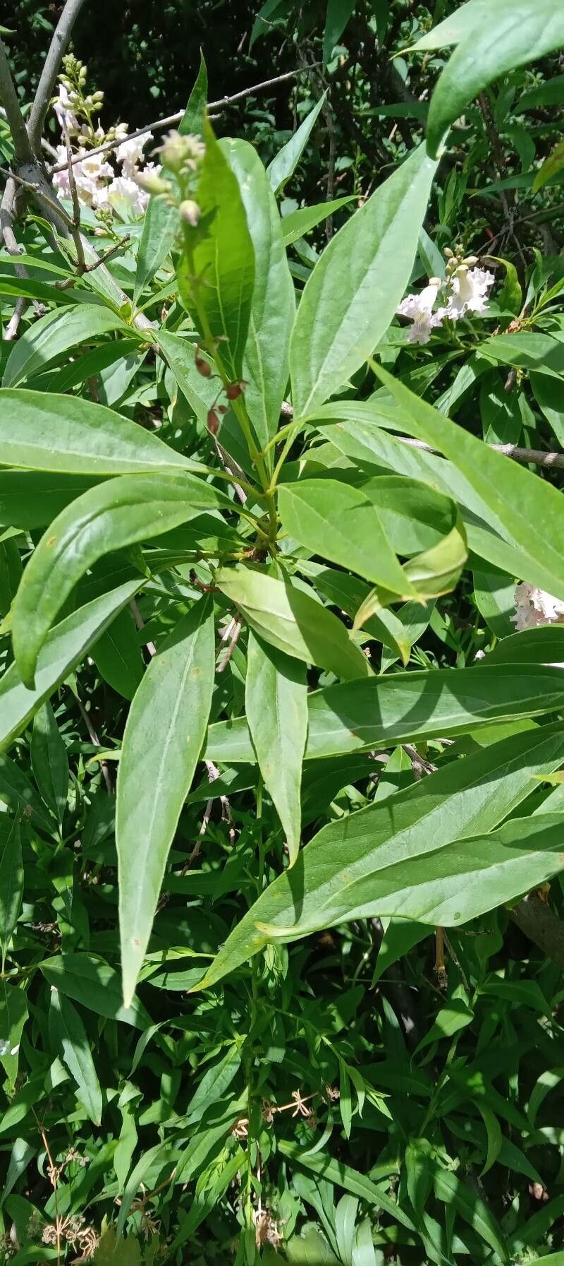 Chilopsis linearis leaf