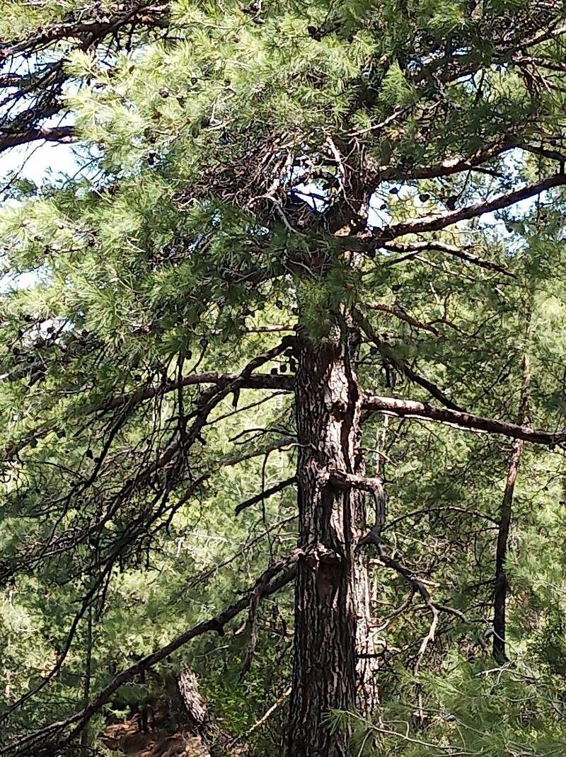 Vachellia gerrardii other