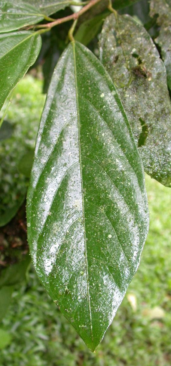 Quararibea pendula leaf