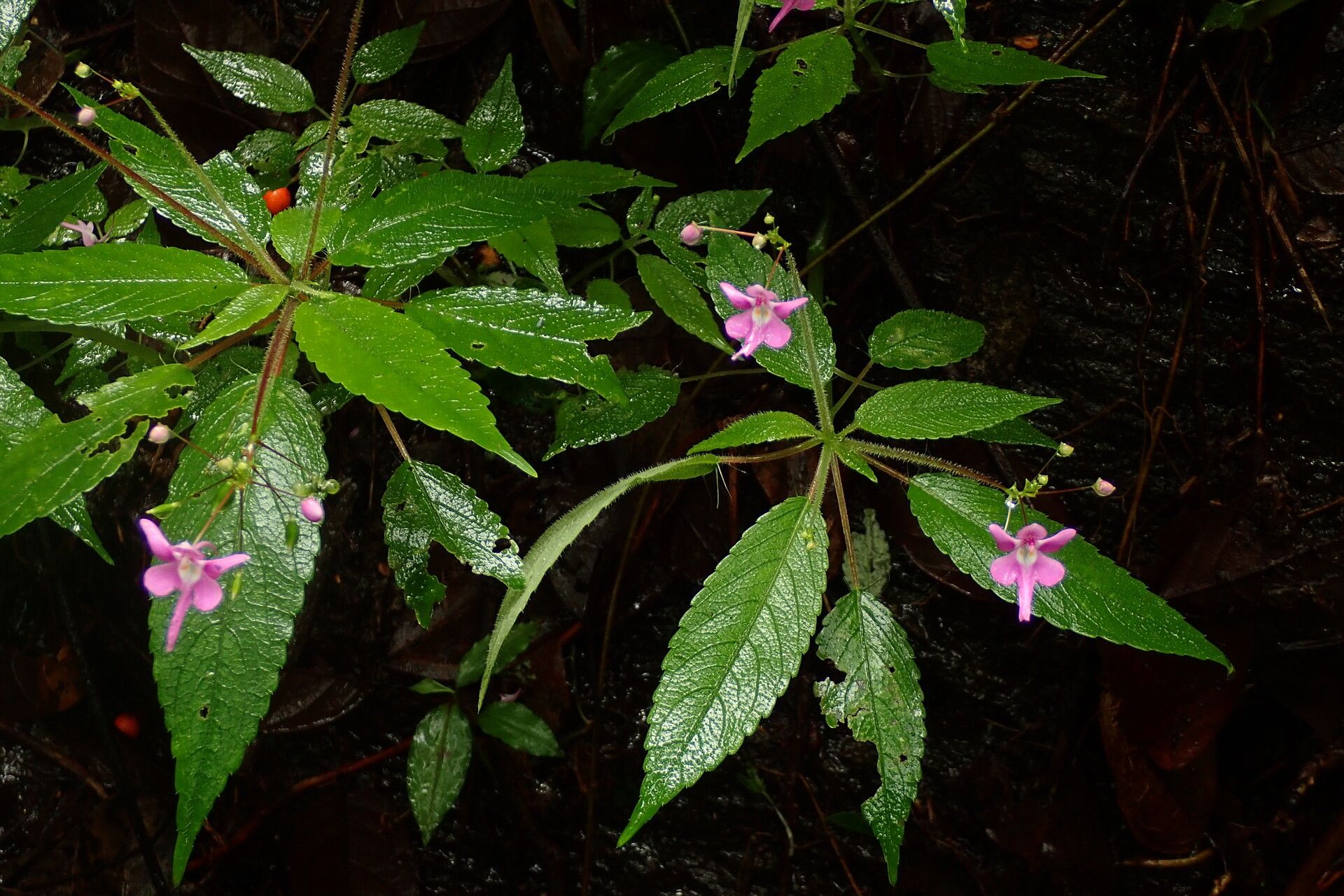 Impatiens kamerunensis habit