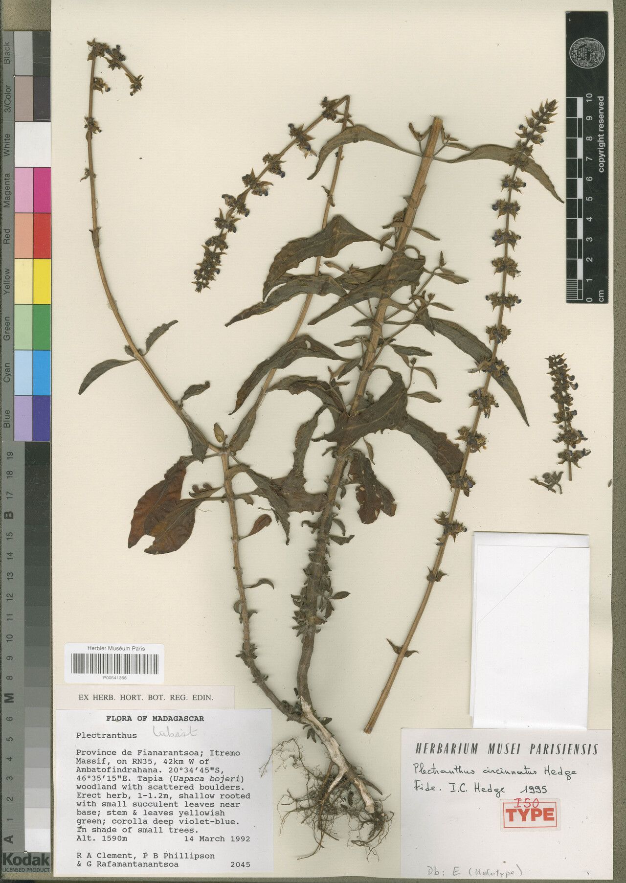 Coleus circinnatus — search result for 'Coleus'