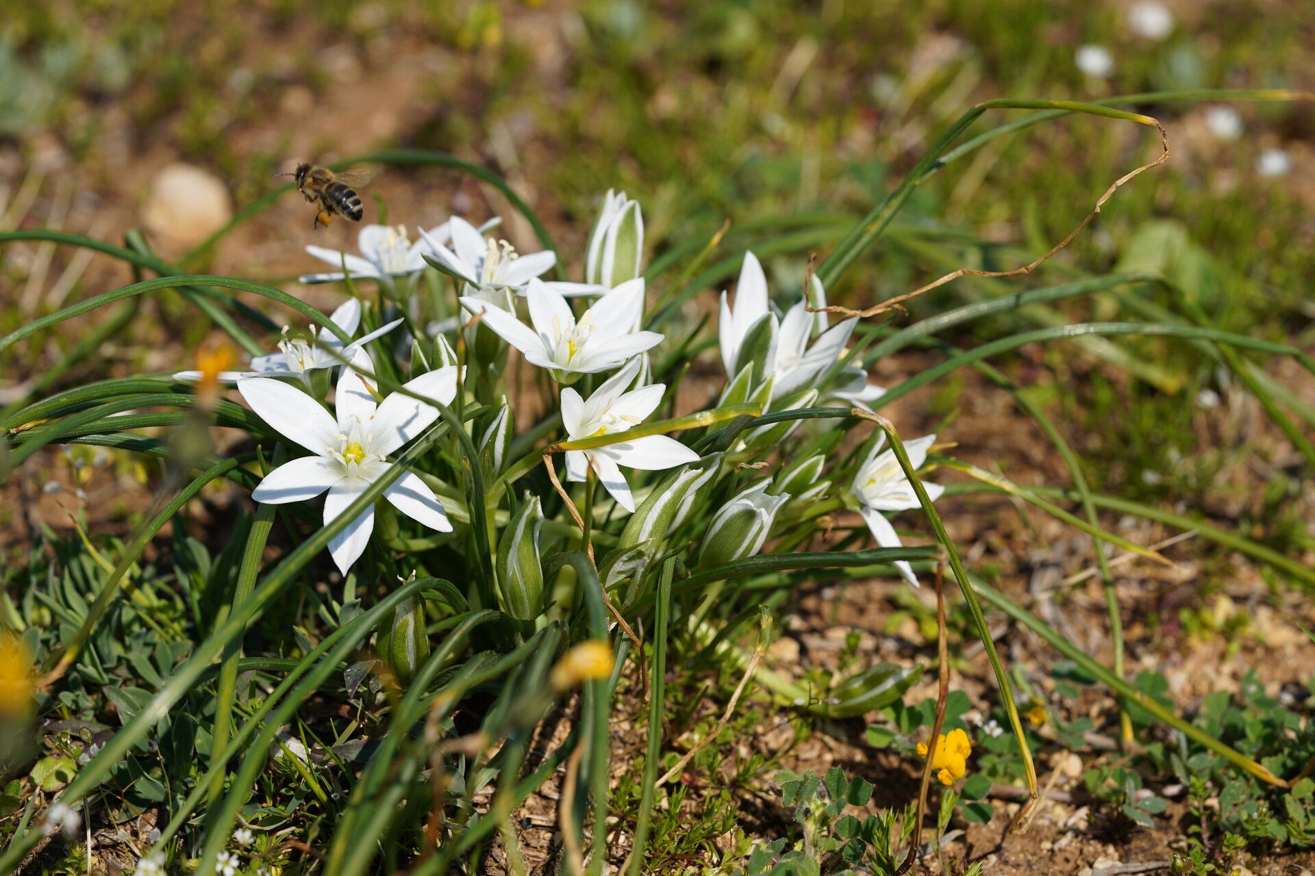 Ornithogalum dalmaticum habit