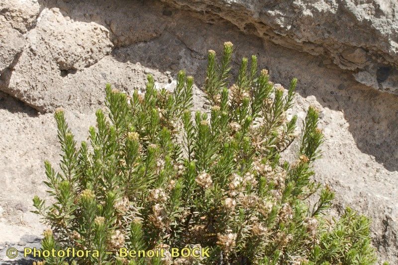 Allagopappus dichotomus habit