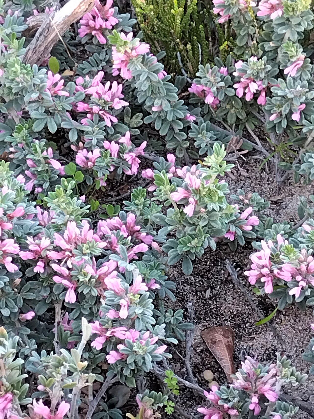 Indigofera brachystachya flower