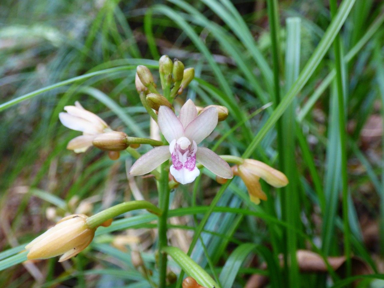 Oeceoclades monophylla flower