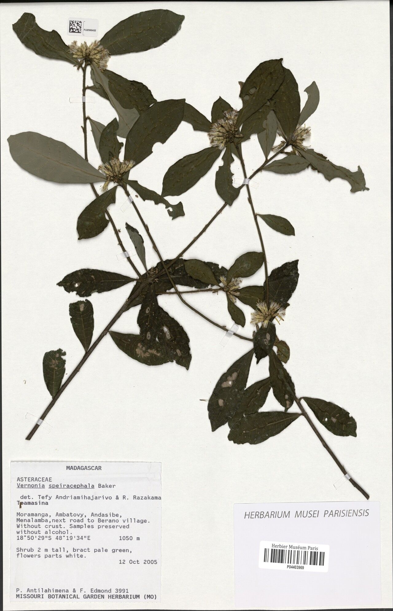 Vernonia speiracephala — houseplant care guide