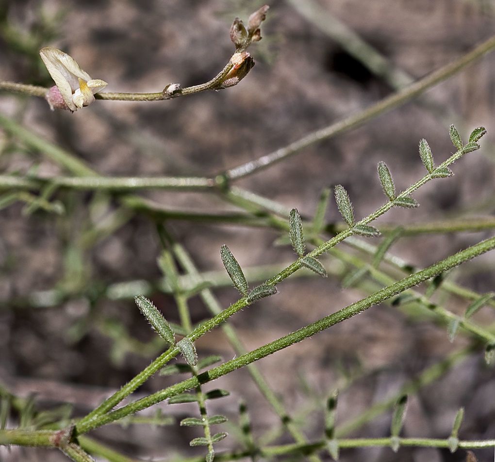 Astragalus shevockii habit