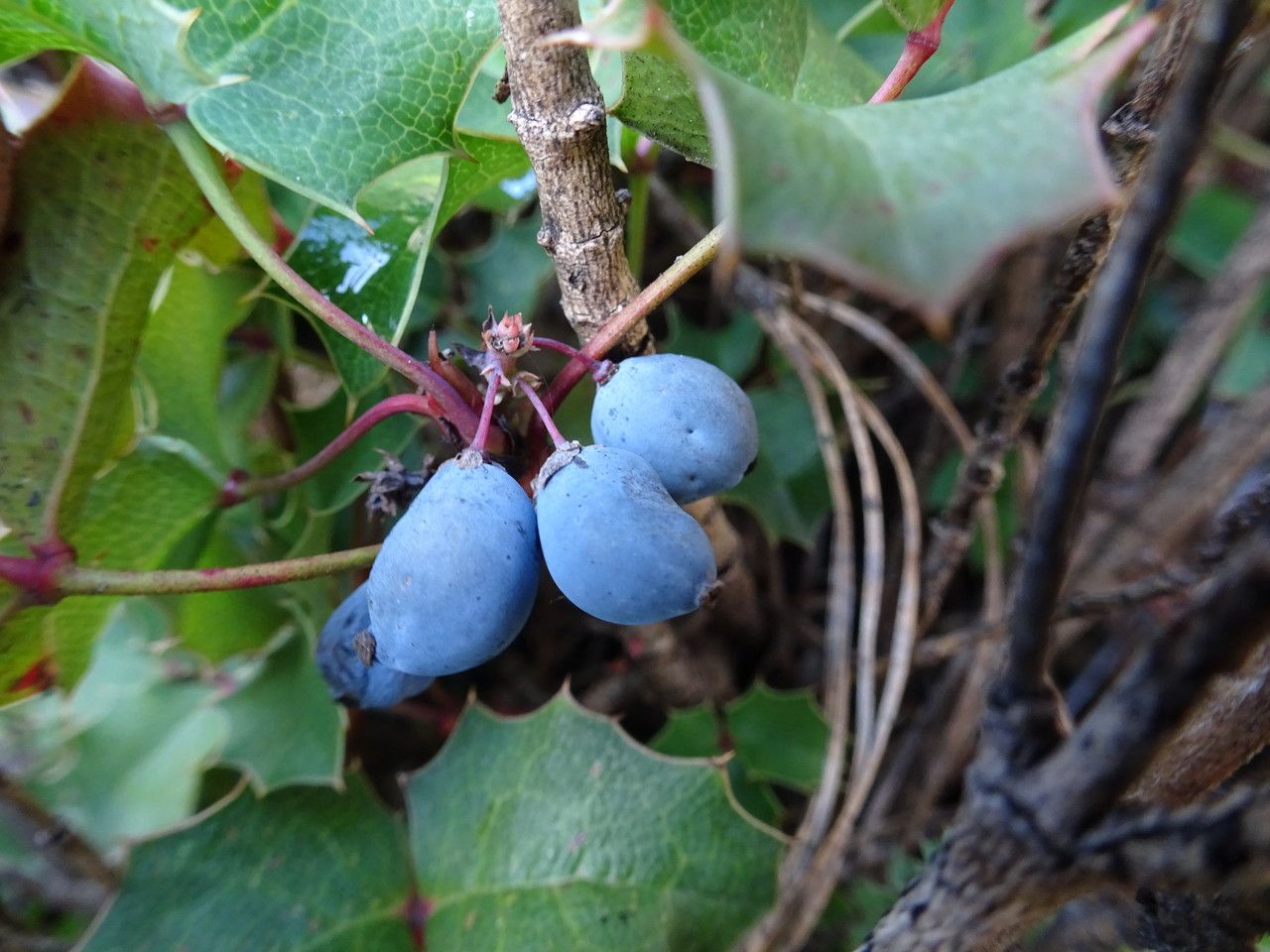 Berberis alpina fruit