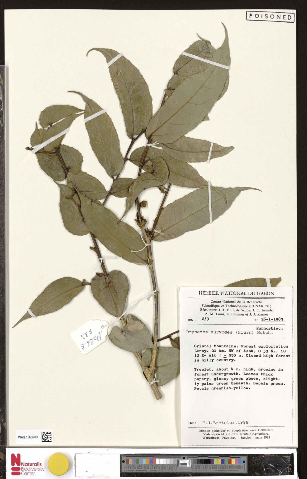 Drypetes euryodes — houseplant care guide