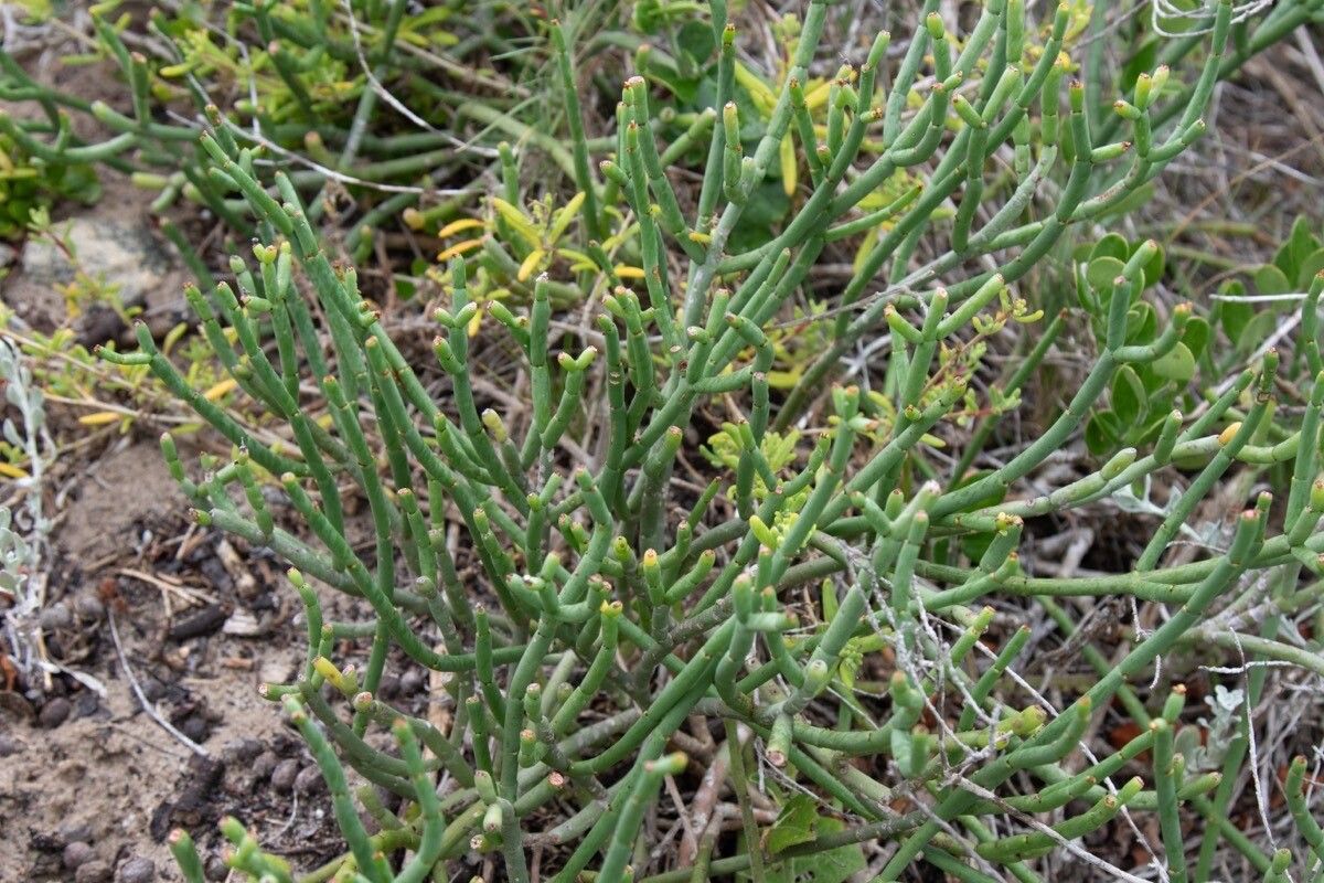 Euphorbia burmanni leaf