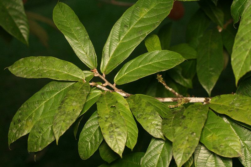 Theobroma grandiflorum leaf