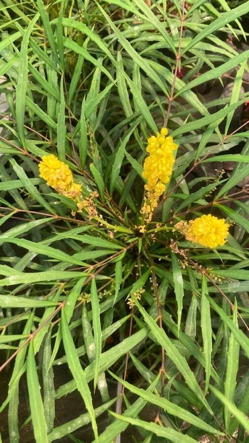 Mahonia eurybracteata flower