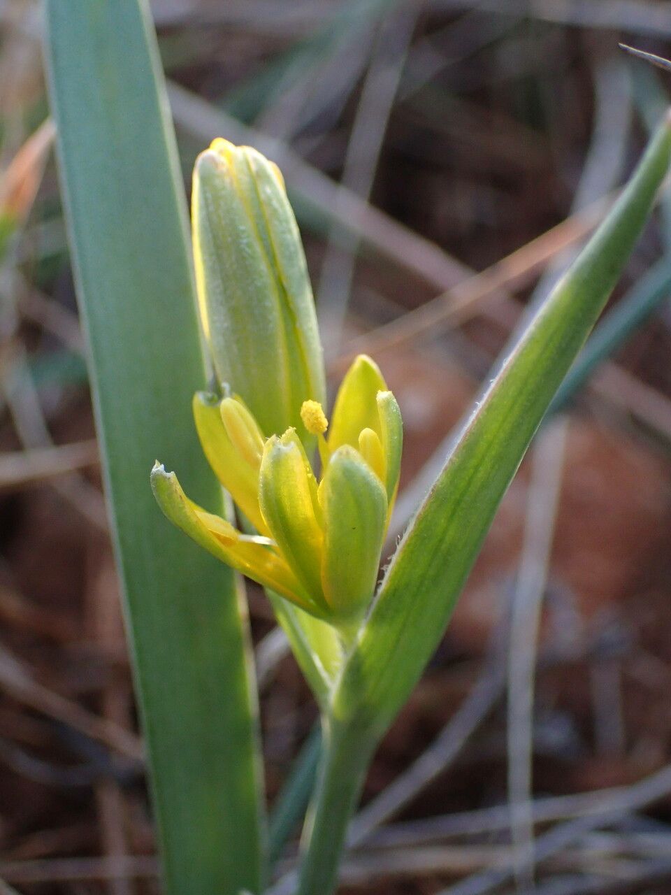 Gagea pratensis flower