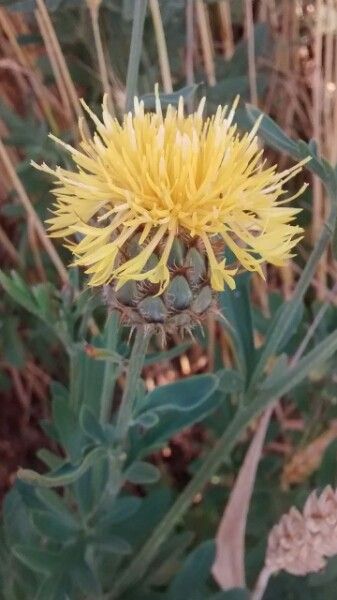 Centaurea collina fruit