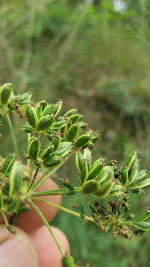 Peucedanum gallicum fruit