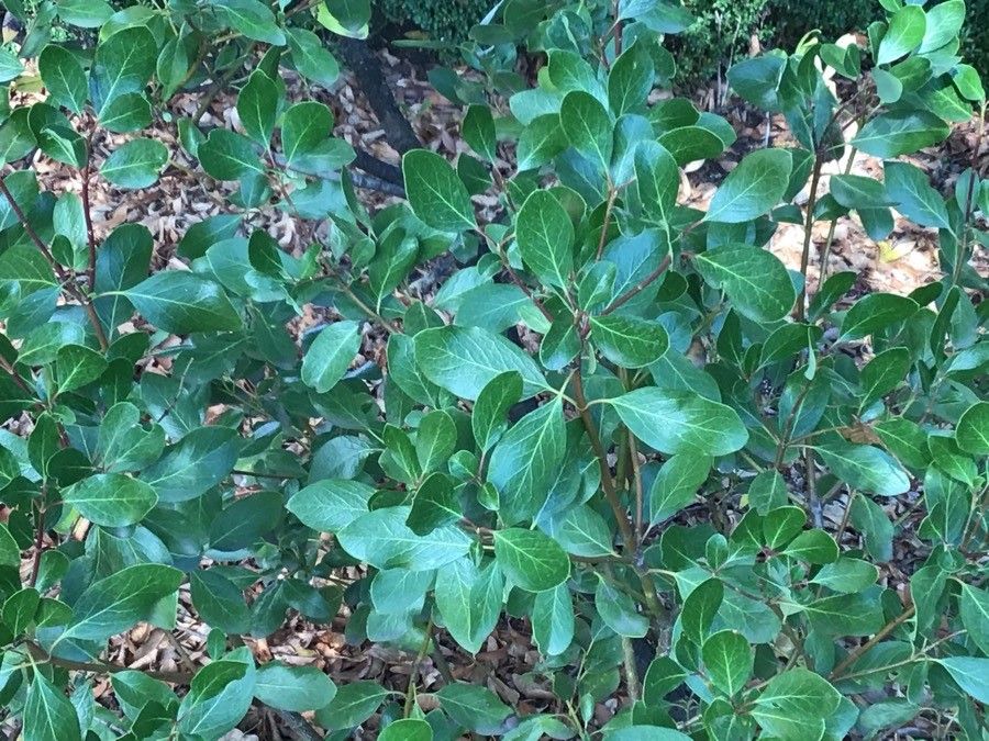 Garrya fremontii — related species from the same genus