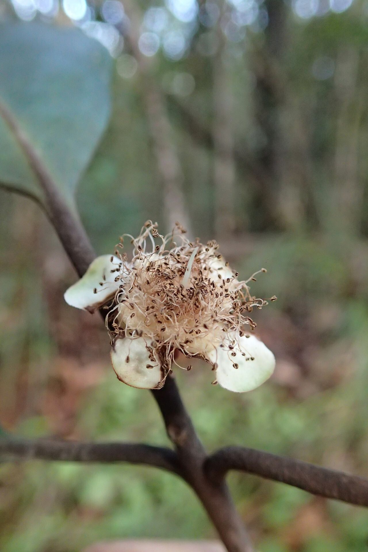 Eugenia ovigera fruit