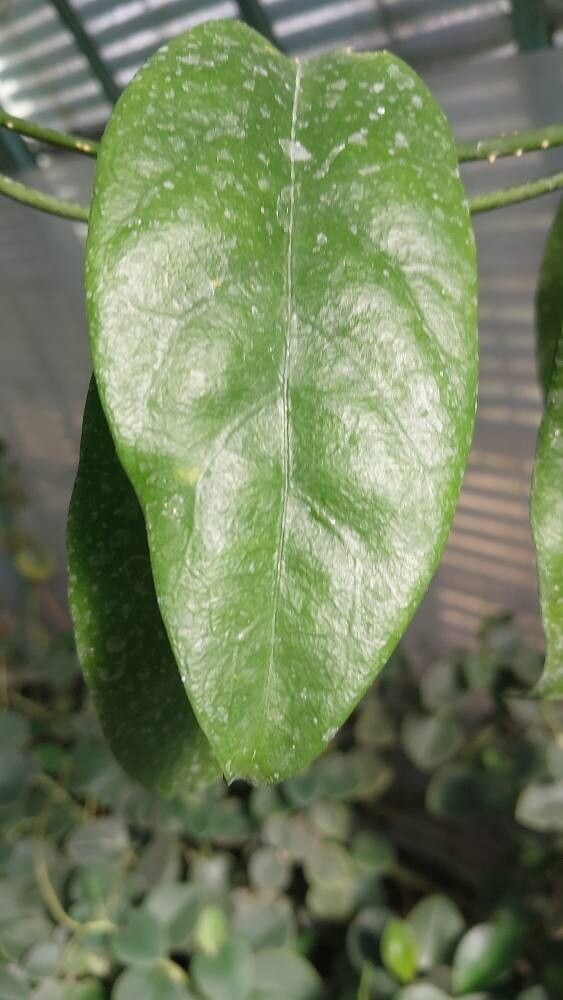 Hoya lobbii leaf