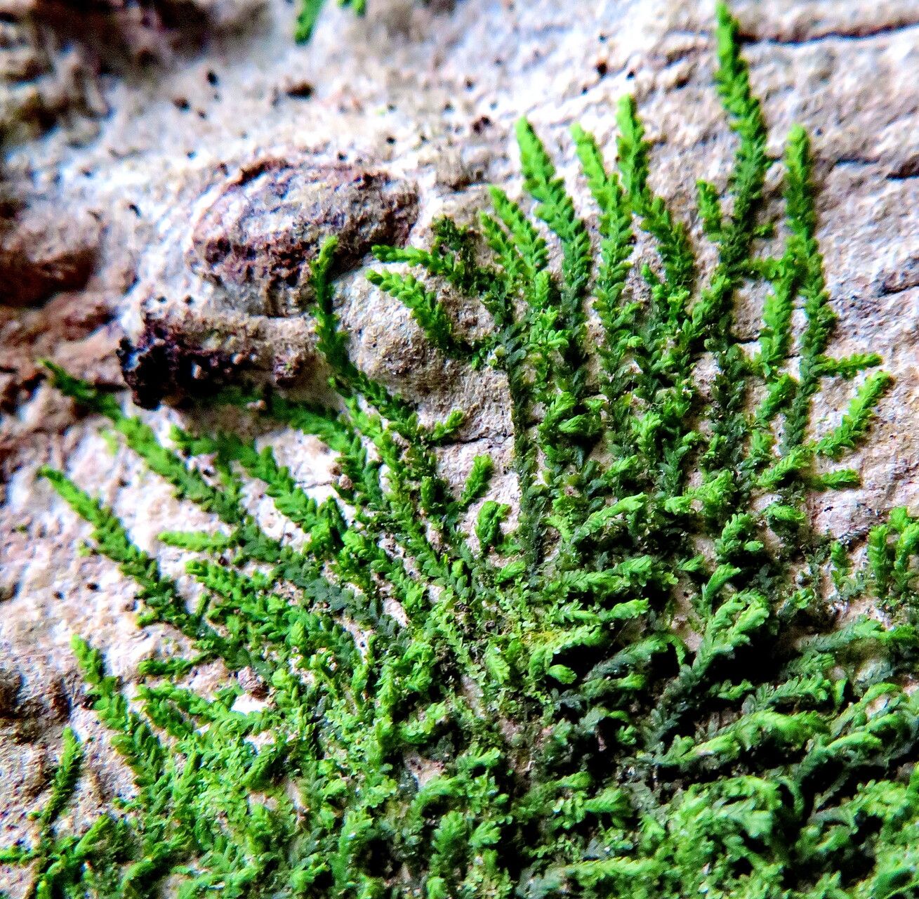 Selaginella banksii habit