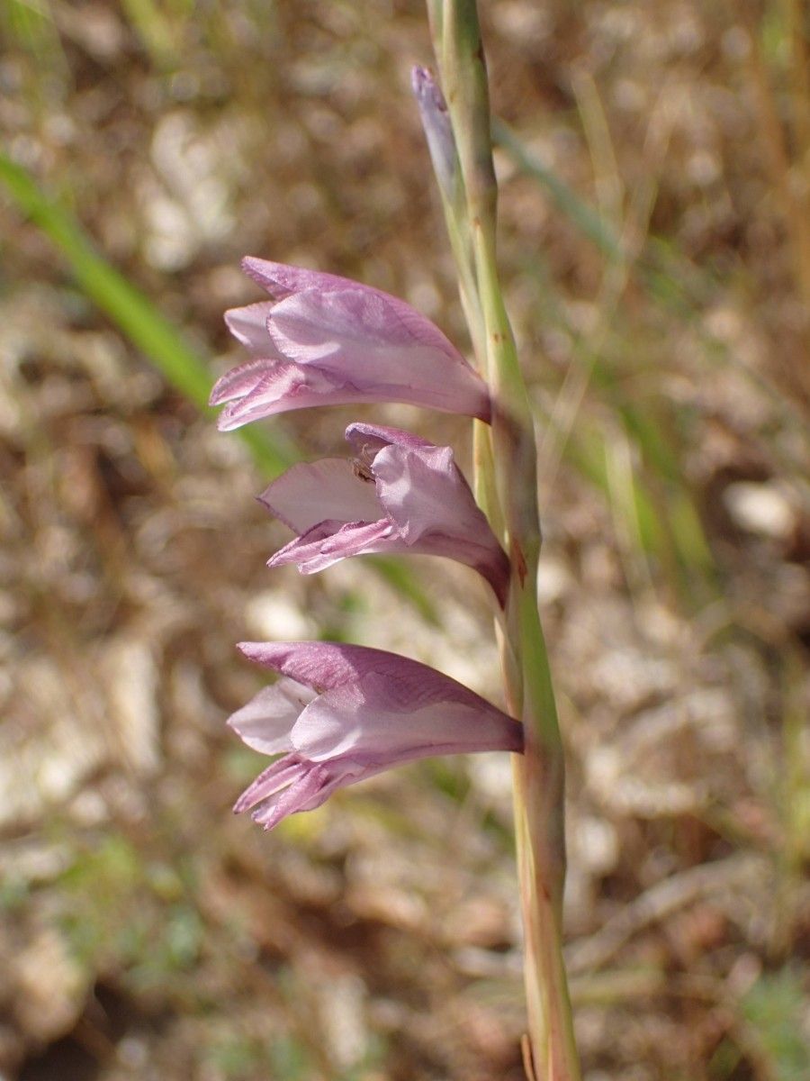 Gladiolus gregarius flower