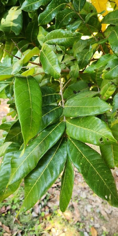 Dimocarpus longan leaf