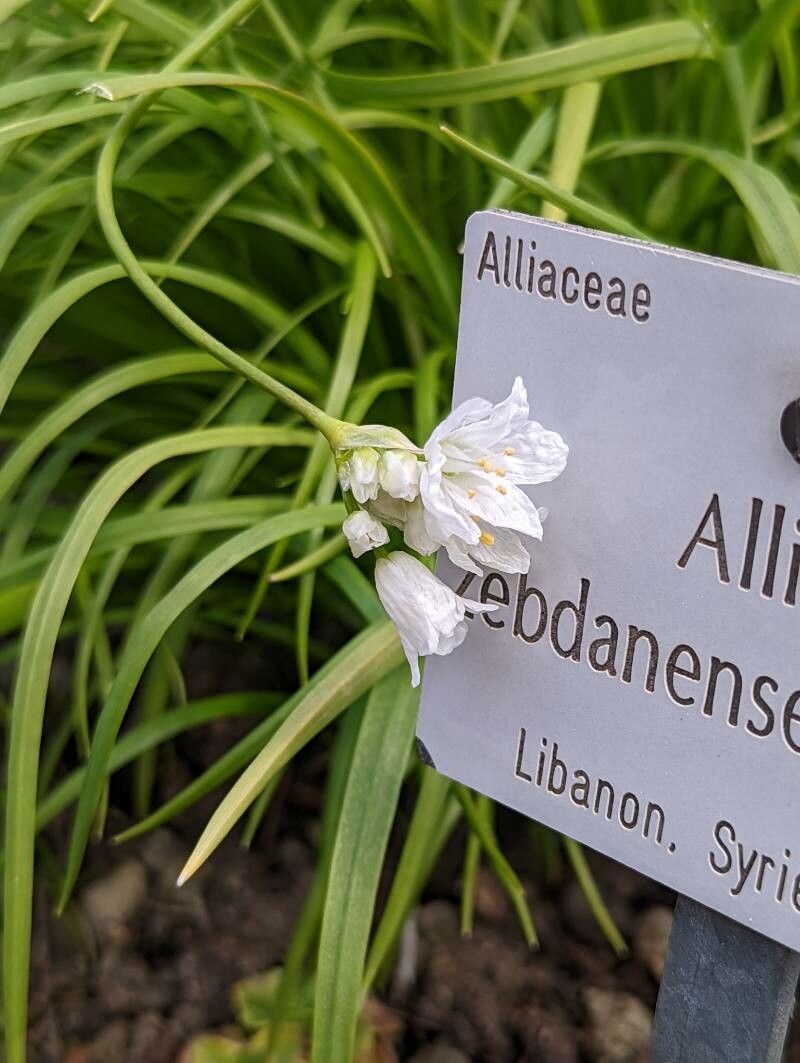 Allium zebdanense flower