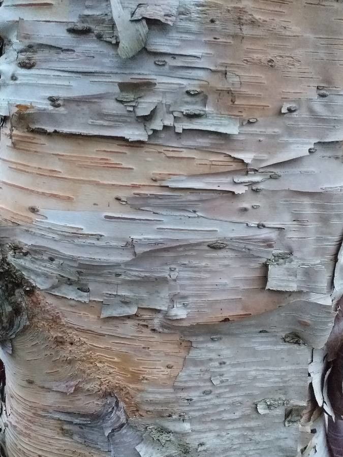 Betula dahurica bark