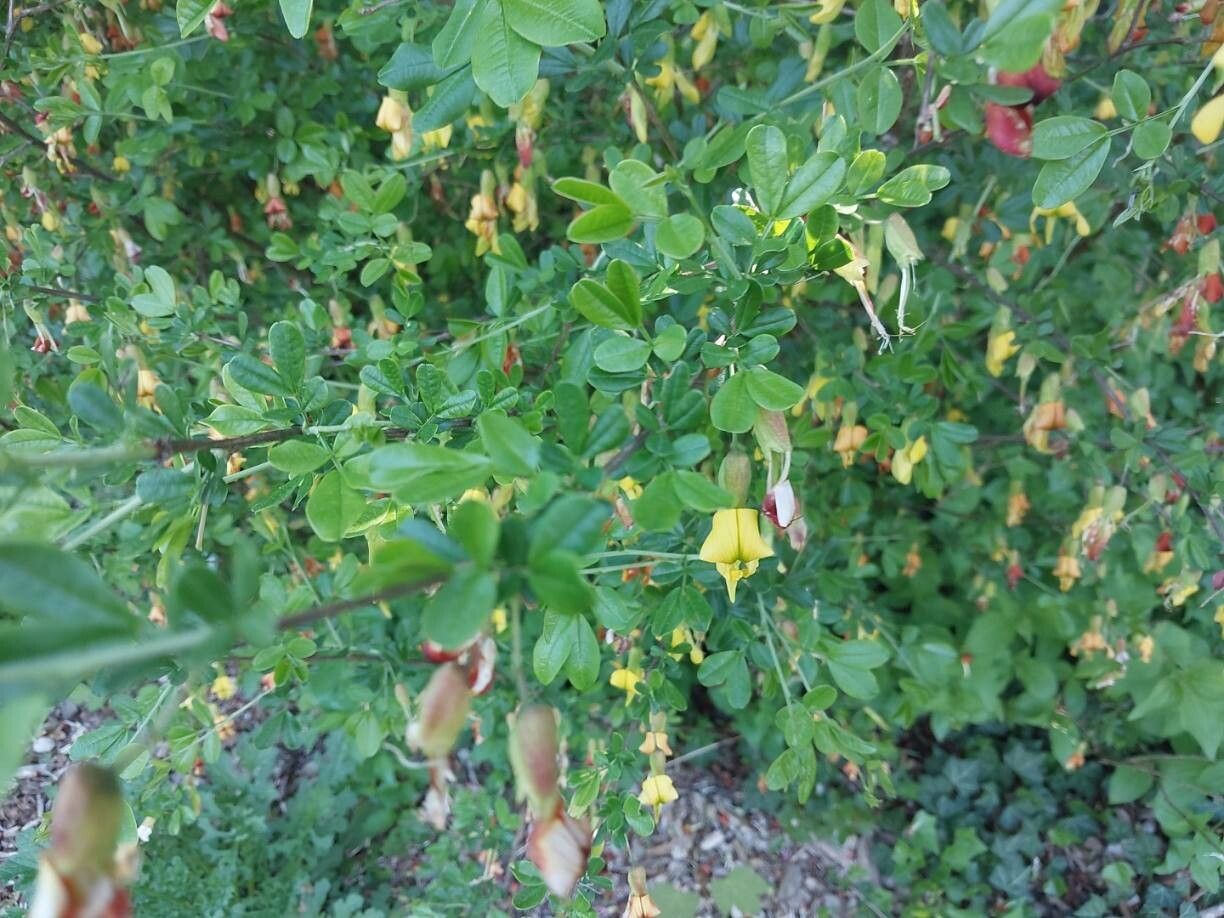 Caragana sinica other