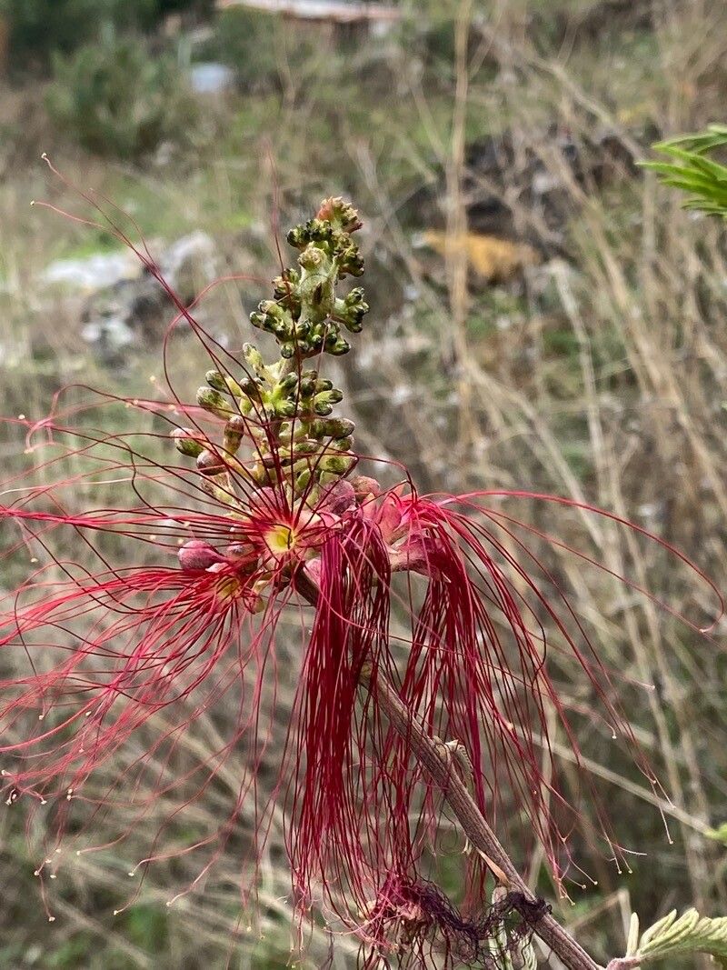 Calliandra houstoniana — houseplant care guide
