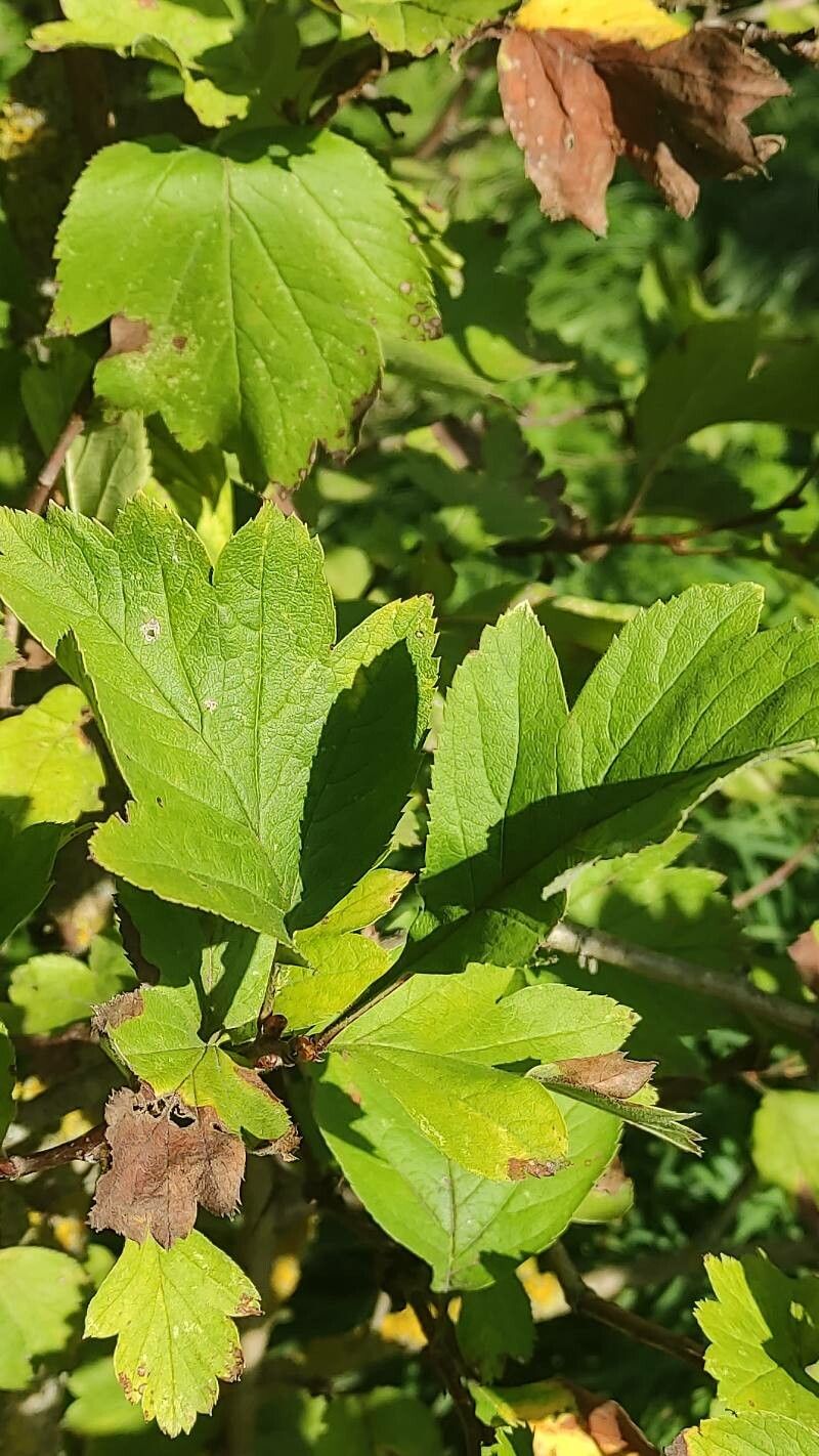 Crataegus maximowiczii other