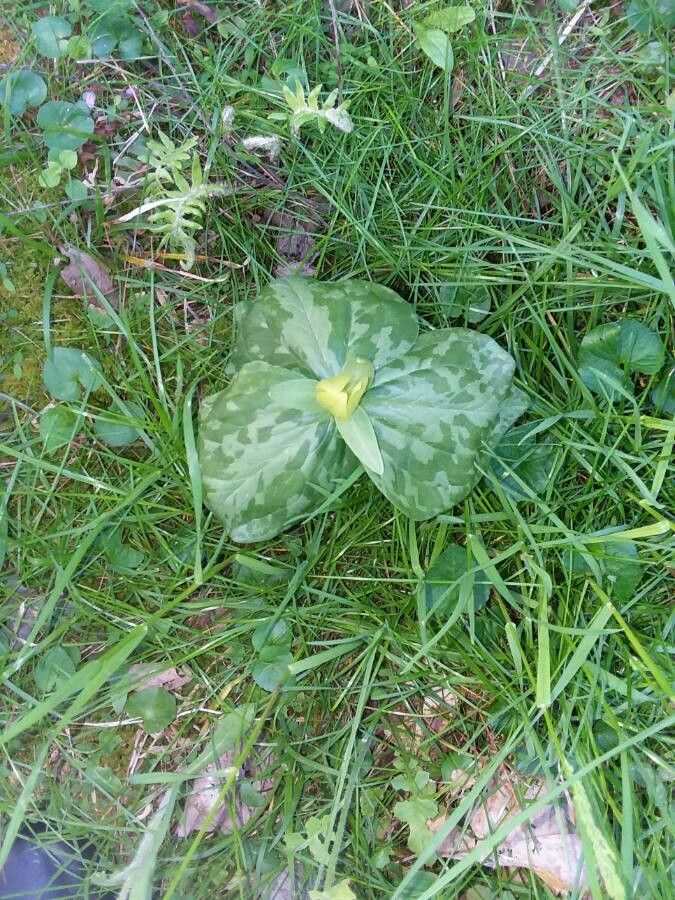 Trillium sessile leaf