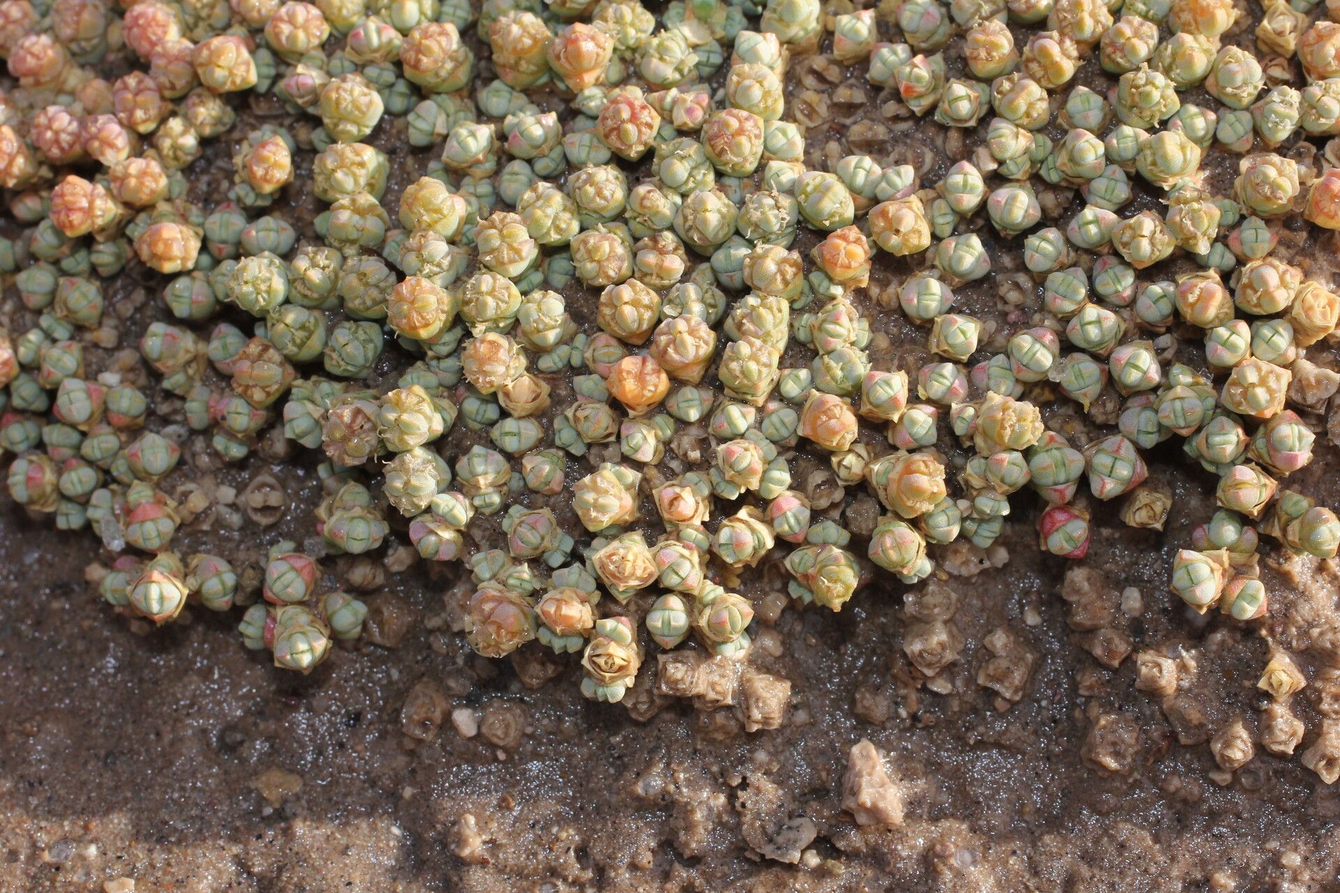 Salicornia pulvinata flower