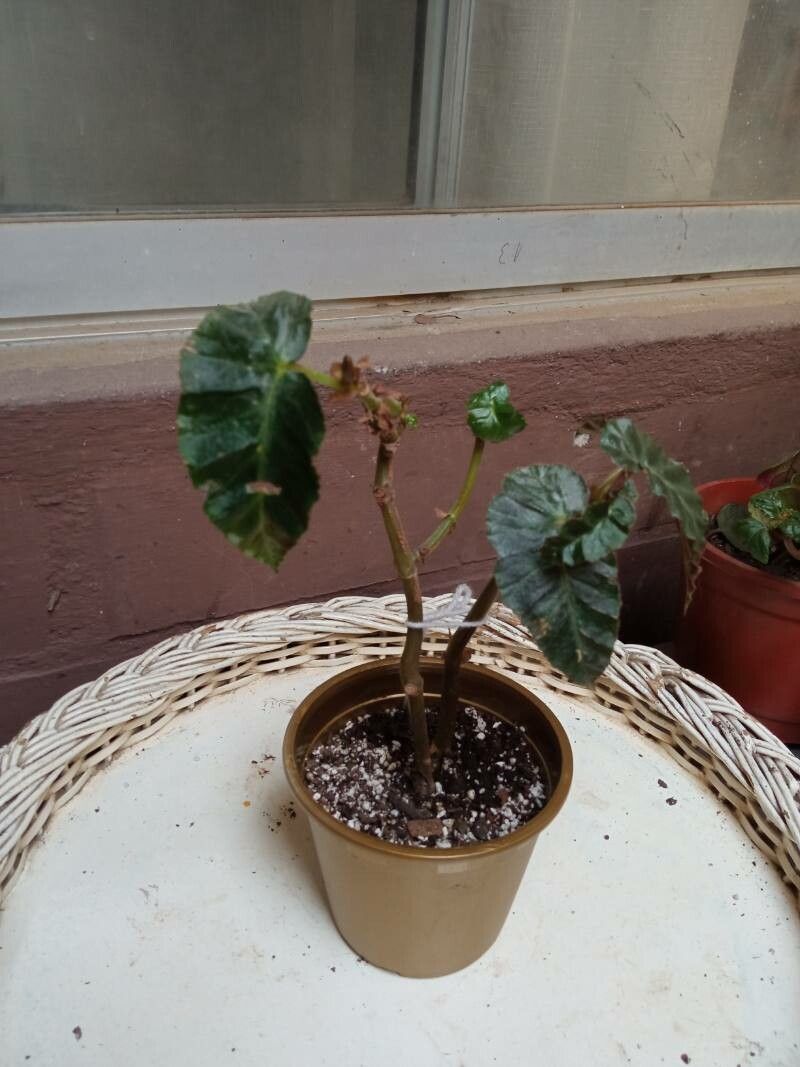 Begonia stipularis — houseplant care guide