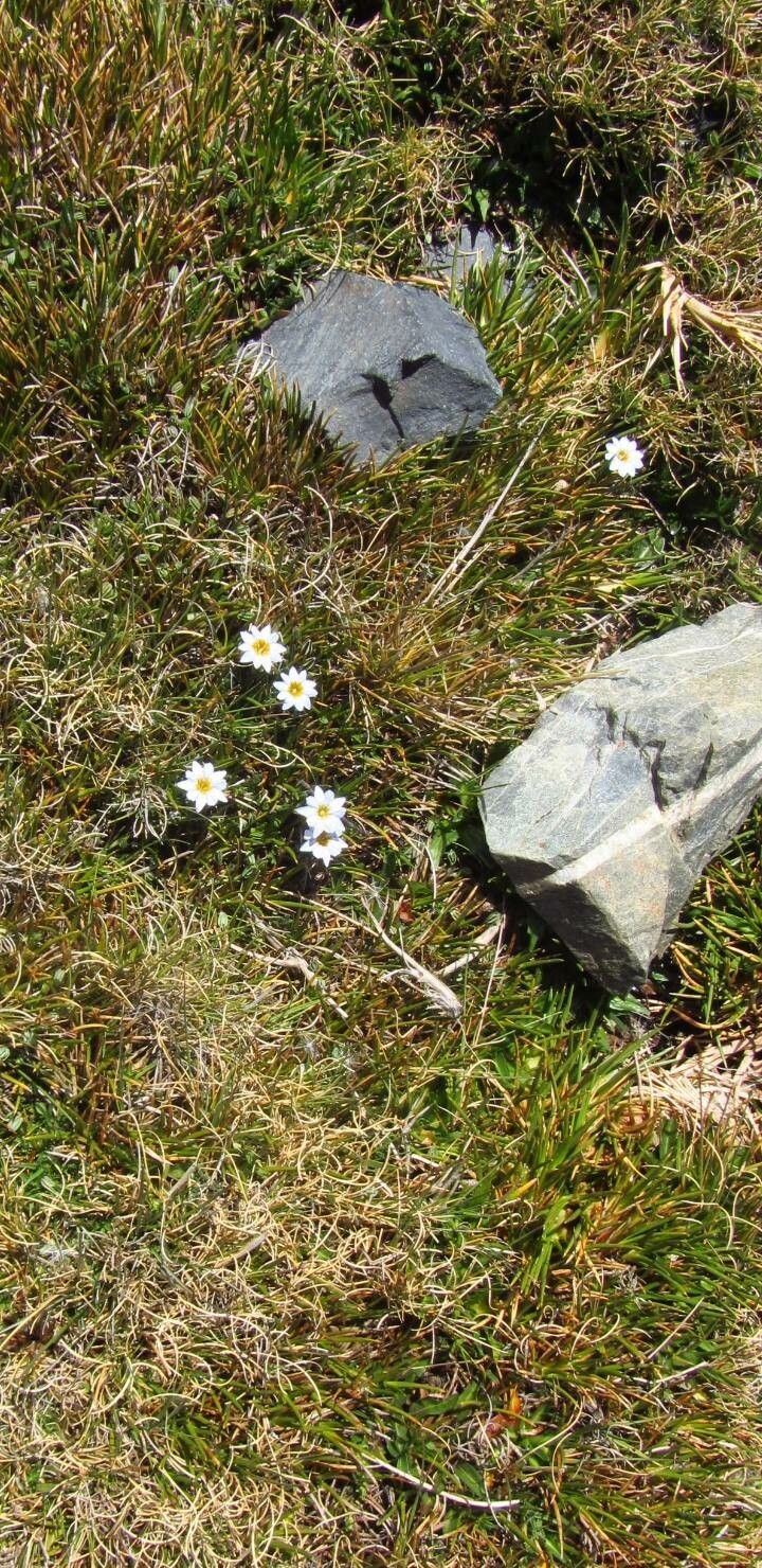 Gentiana sedifolia habit