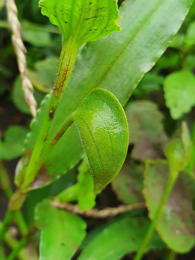 Commelina benghalensis fruit