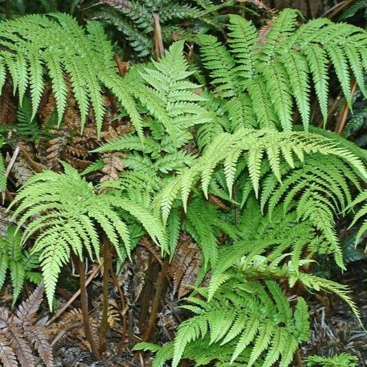 Dicksonia lanata habit