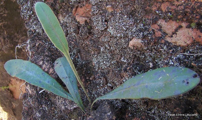Elaphoglossum glabratum habit