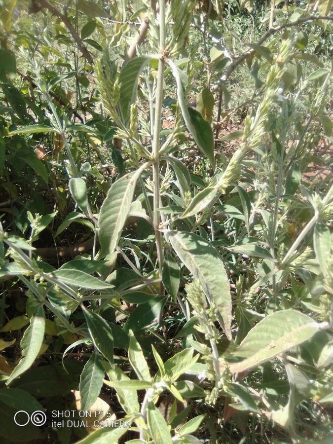 Hypoestes forskaolii — search result for 'Perennial or annual herb'