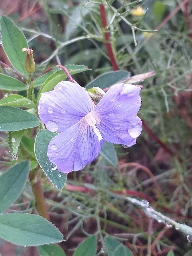 Linum narbonense flower
