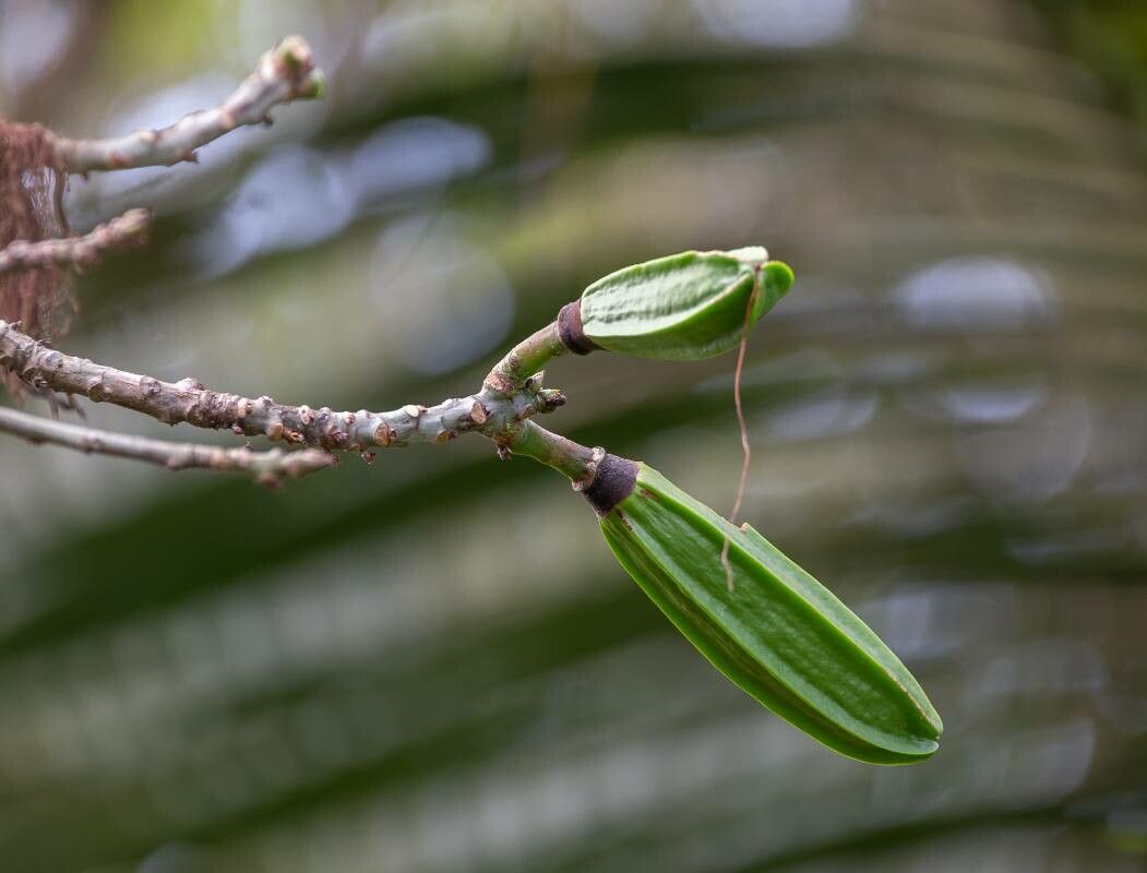 Dendrobium camaridiorum — houseplant care guide