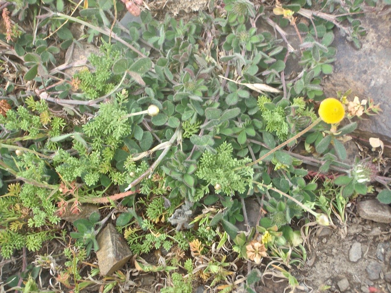 Cotula anthemoides habit