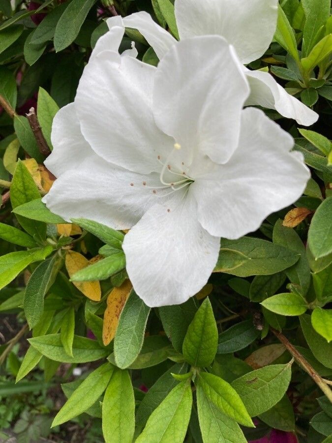 Rhododendron × pulchrum flower