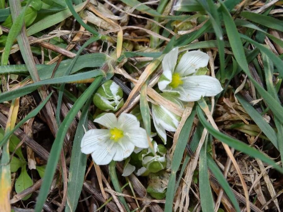 Ornithogalum sigmoideum — search result for 'Ornithogalum'