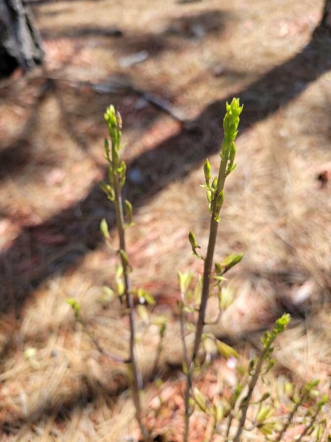 Eulophia graminea — search result for 'Orchid'