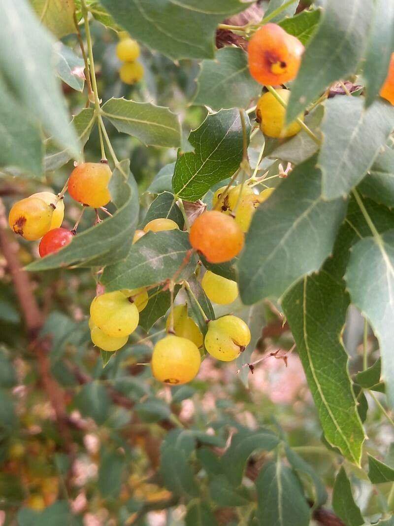 Mahonia fremontii fruit