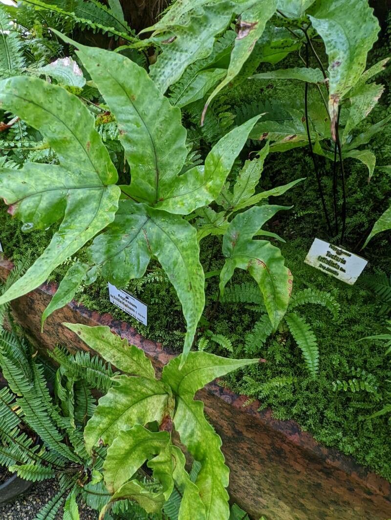 Tectaria trifoliata leaf