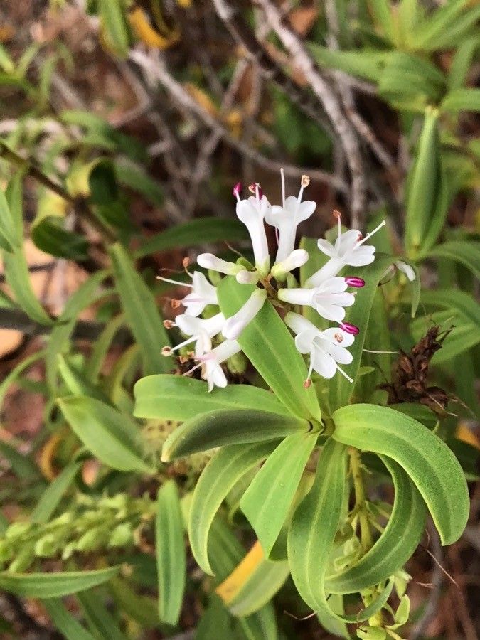 Veronica speciosa flower